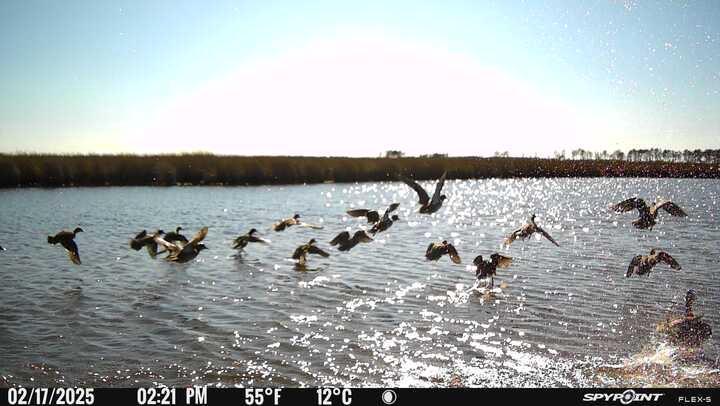 3241 Robbins Road Crapo, MD 21626 - Photo 6 of 44 Ducks ducks ducks