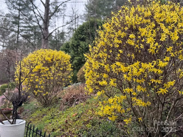 a view of a garden with a tree