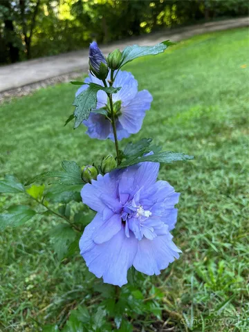 a front view of a house with a tree