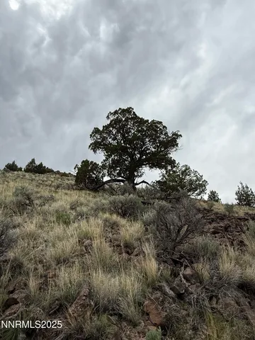 a view of a bunch of trees in a field