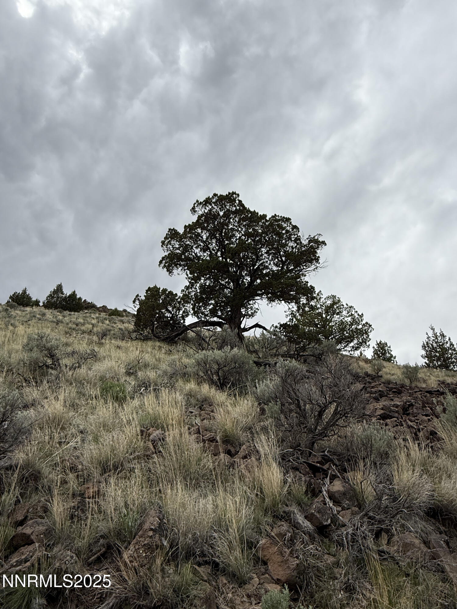 0 Wall Canyon Reservoir Road Gerlach, NV 89412 - Photo 13 of 24 a view of a bunch of trees in a field