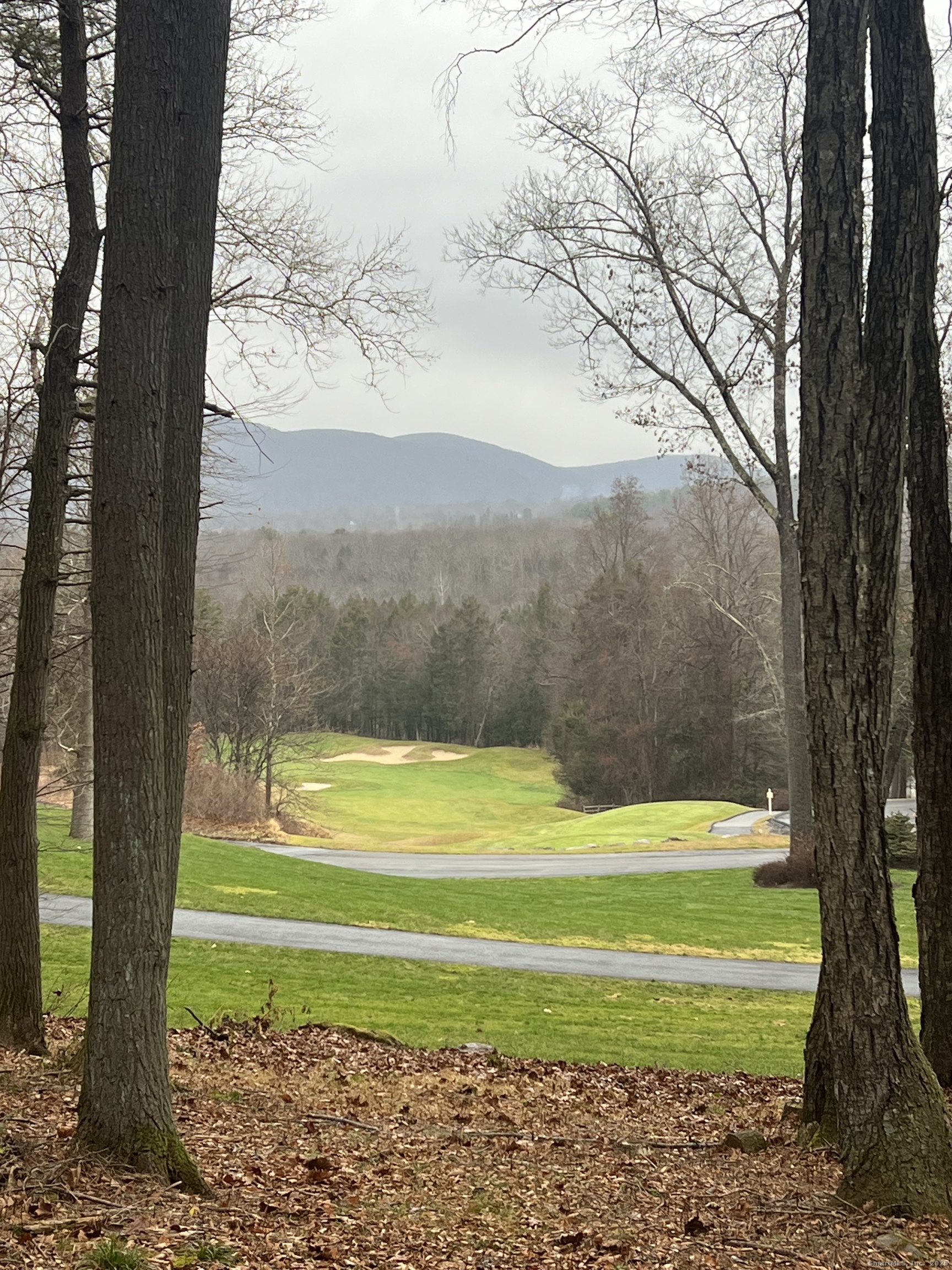 a view of a yard with a large trees