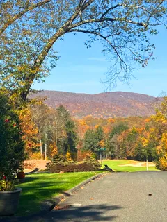 a view of road with large trees