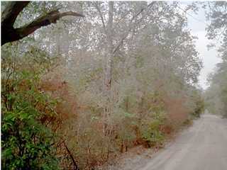 0 Calvin Carr Road Holt, FL 32564 - Photo 1 of 3 Gallery Image 1