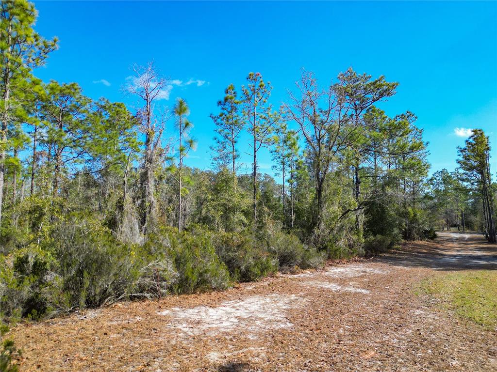 Tbd Northeast 58th Street Bronson, FL 32621 - Photo 3 of 22 a view of a yard with a tree