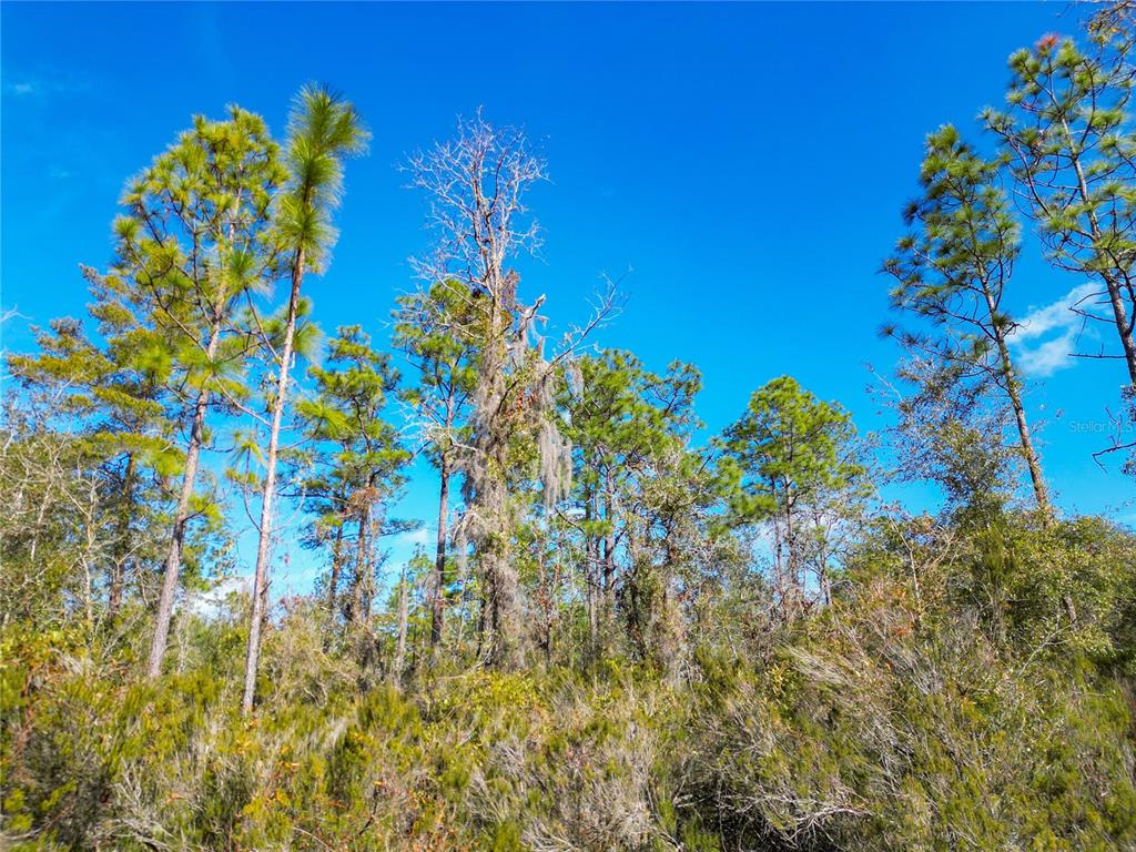 Tbd Northeast 58th Street Bronson, FL 32621 - Photo 4 of 22 a view of a flower