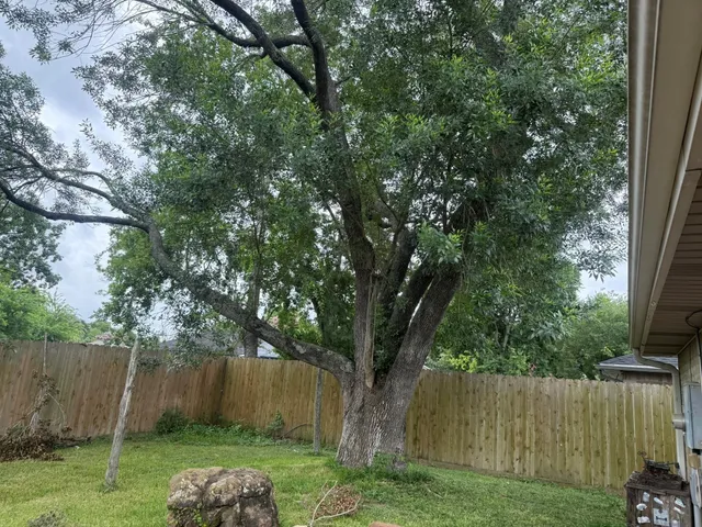 a view of backyard with wooden fence and a large tree