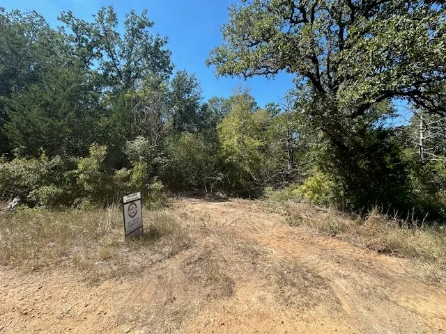 a view of a plant in a garden