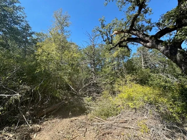 a view of a lush green forest