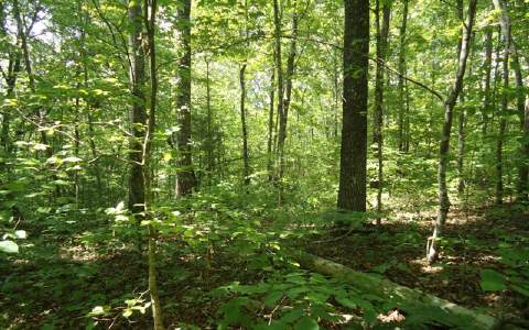0 Vandora Suits Road Murphy, NC 28906 - Photo 1 of 1 Main View