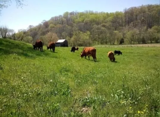 a view of a big yard with lots of green space