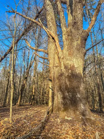 a view of outdoor space with lots of trees