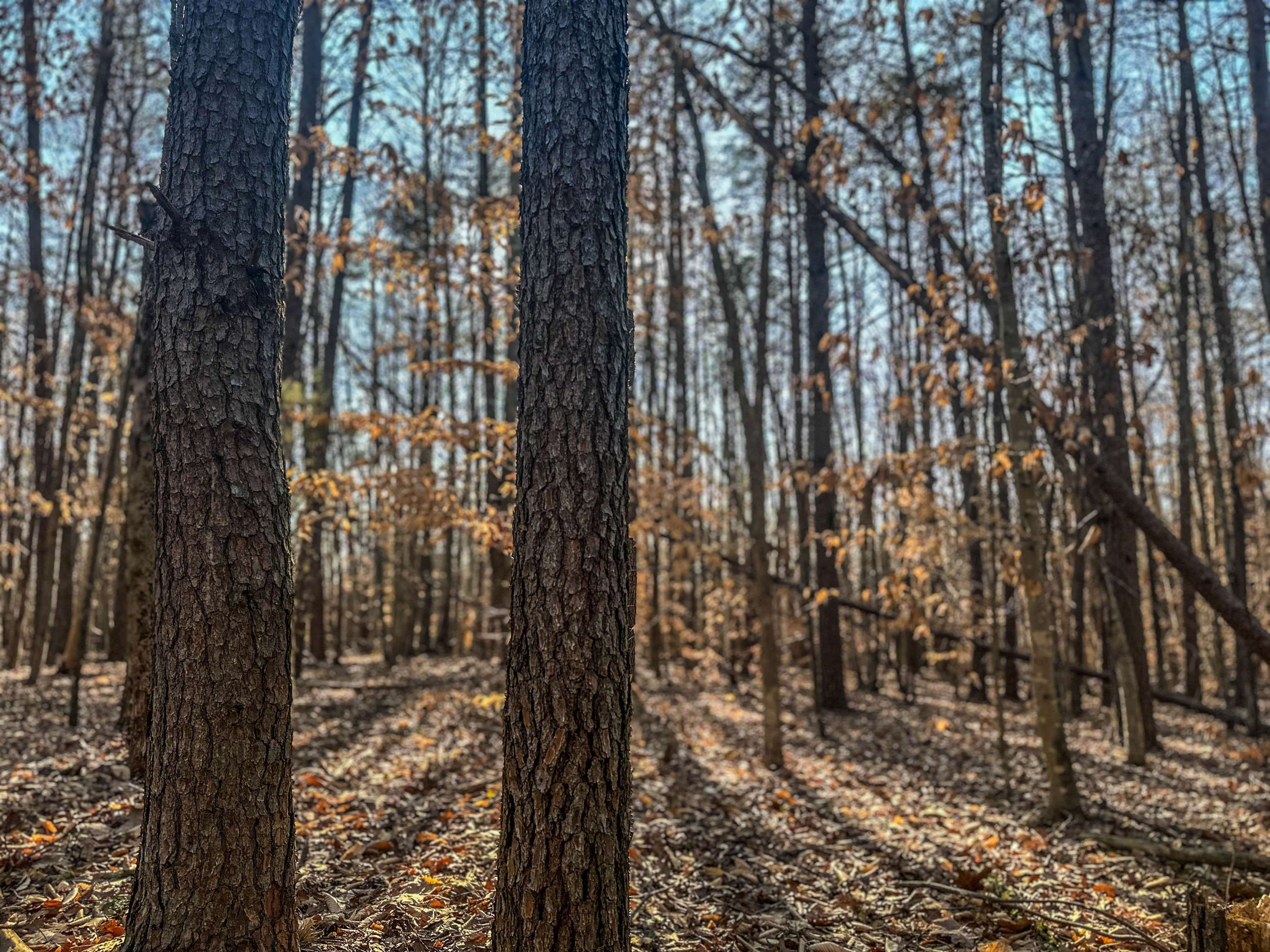 Tbd Carter Road Schuyler, VA 22969 - Photo 12 of 36 a view of outdoor space with lots of trees