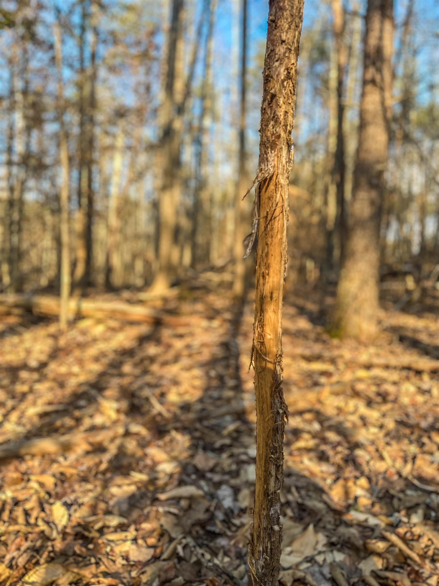 Tbd Carter Road Schuyler, VA 22969 - Photo 13 of 36 a view of empty room