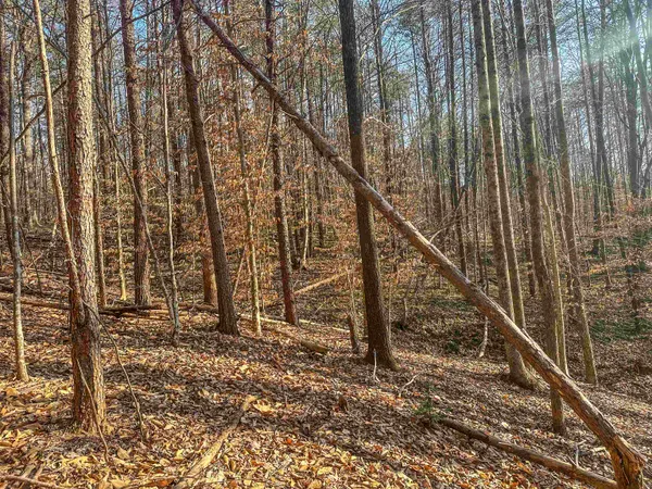 a view of a tree in a backyard of a house