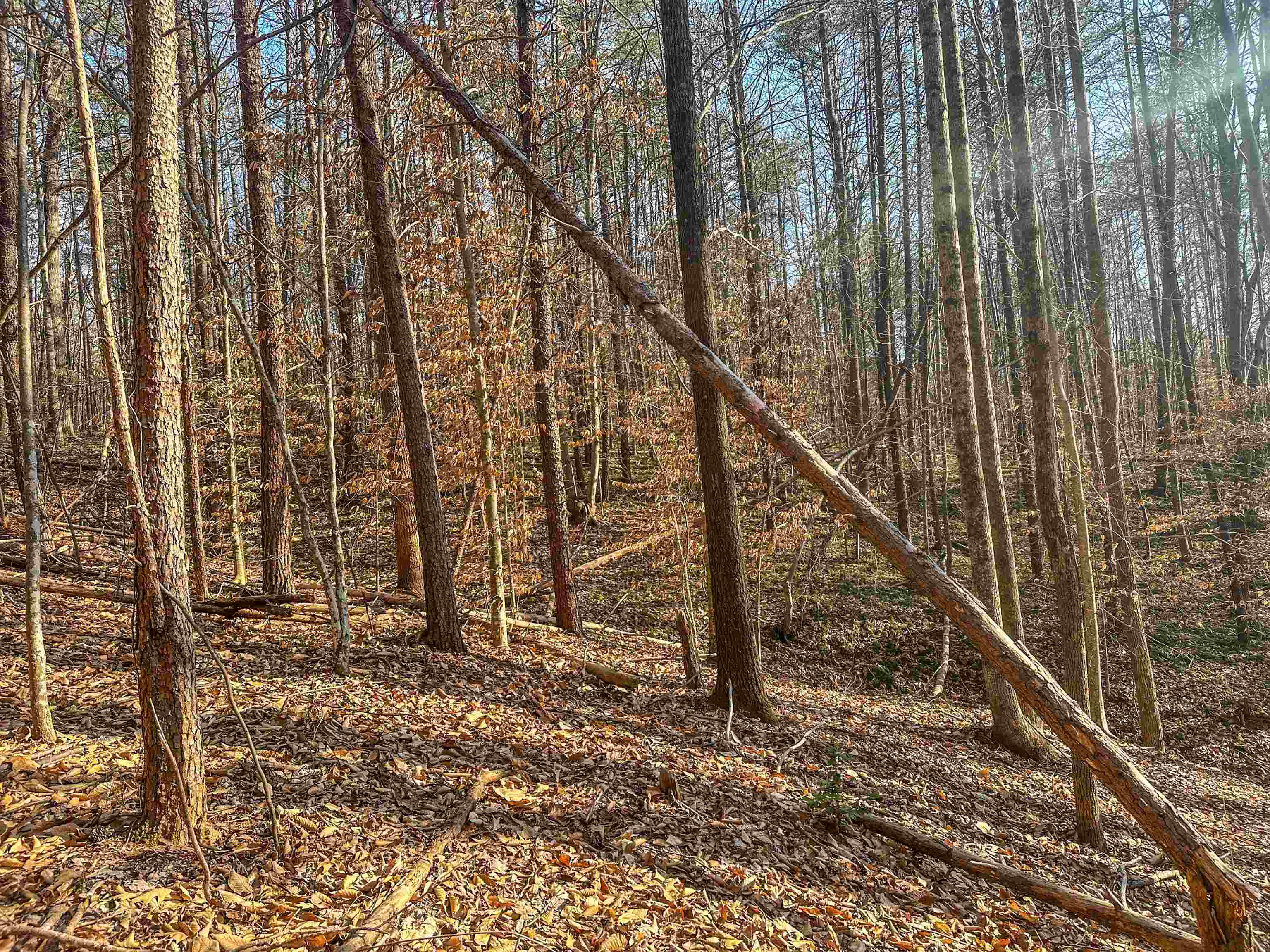 Tbd Carter Road Schuyler, VA 22969 - Photo 14 of 36