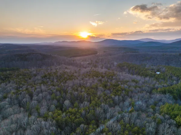 a view of a forest with a tree