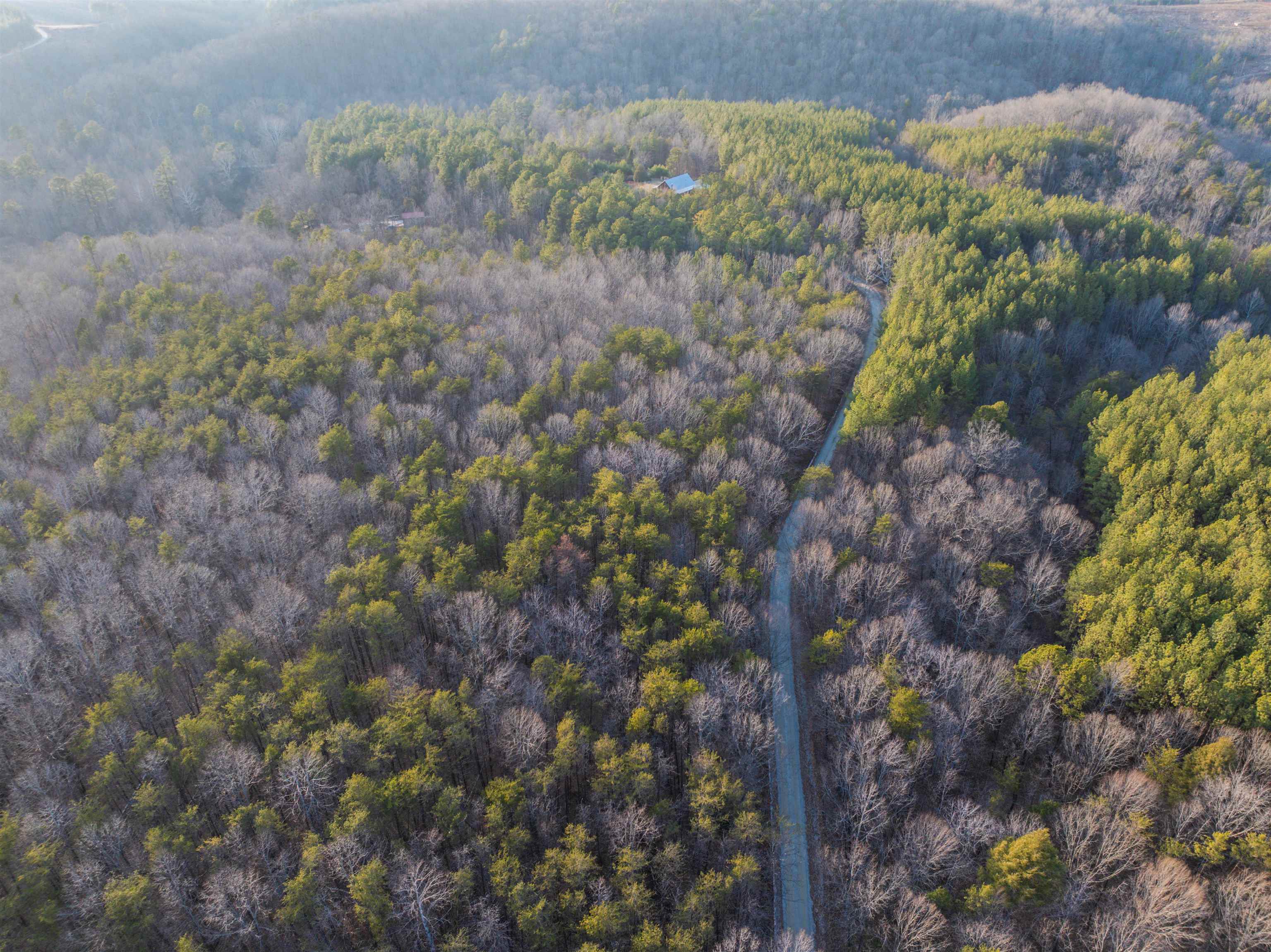 Tbd Carter Road Schuyler, VA 22969 - Photo 20 of 36 a view of a forest with a tree