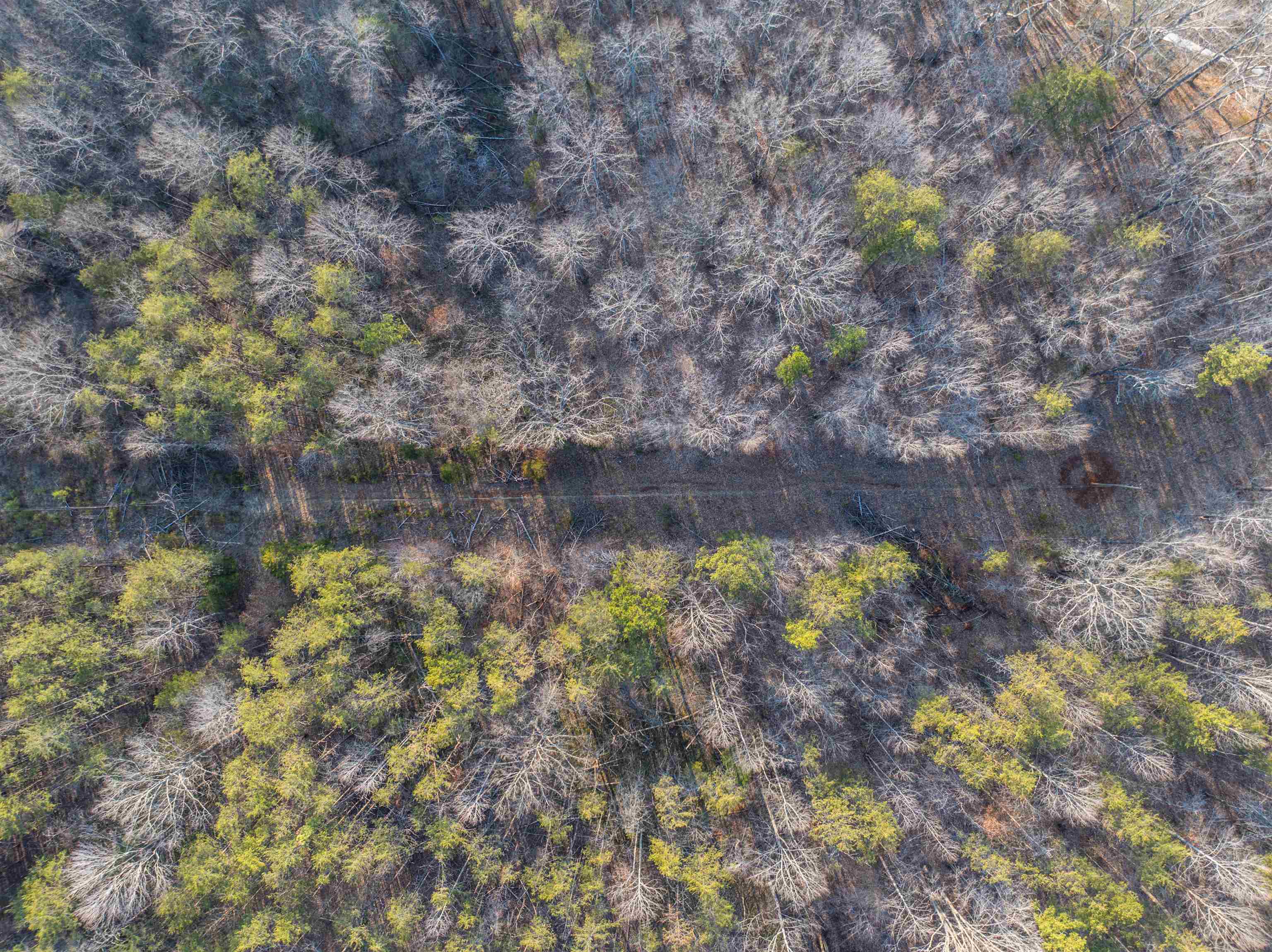 Tbd Carter Road Schuyler, VA 22969 - Photo 24 of 36 a view of a yard