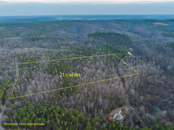 a wooden bench with trees in the background