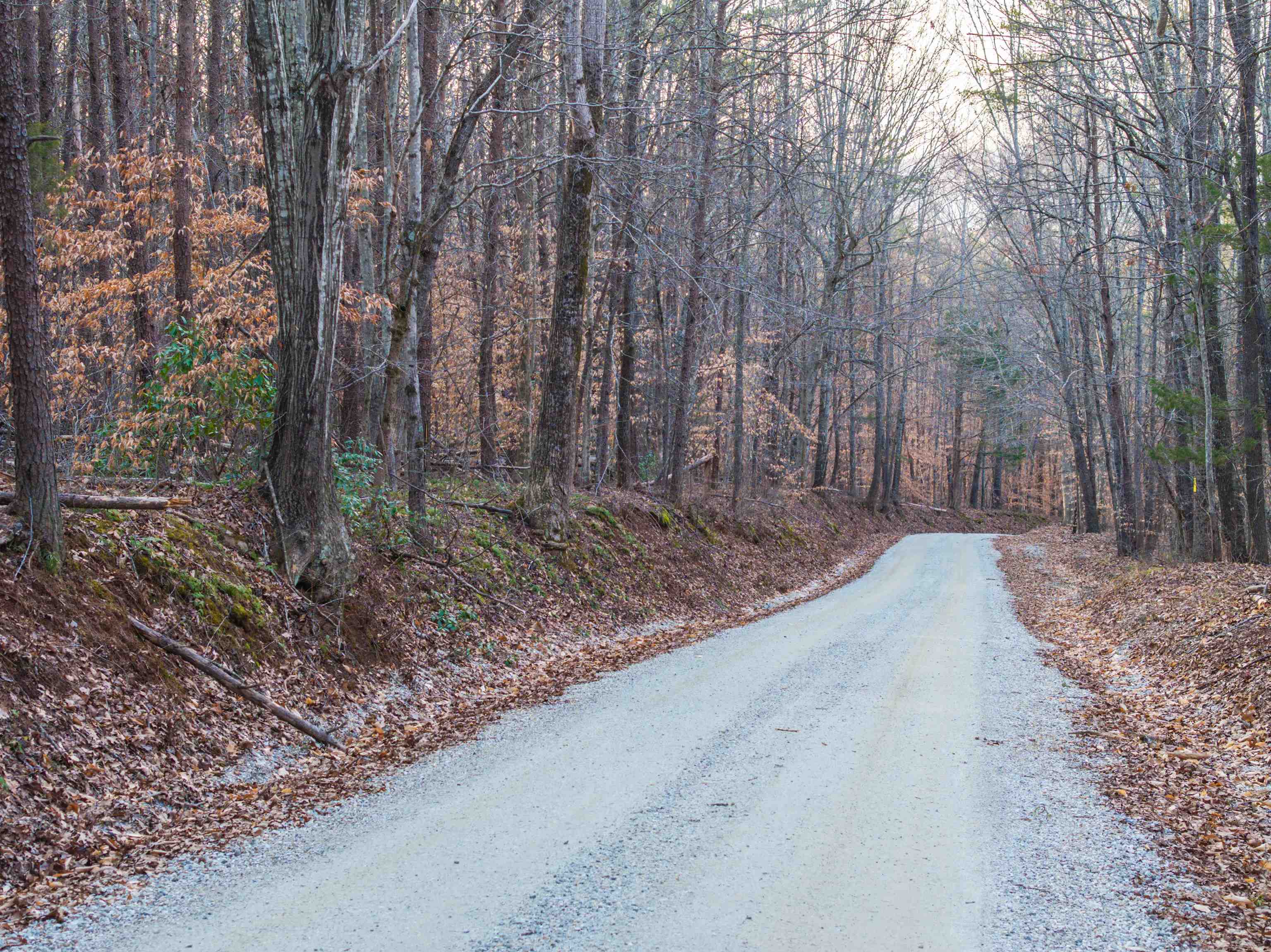 Tbd Carter Road Schuyler, VA 22969 - Photo 6 of 36 a view of a backyard with trees