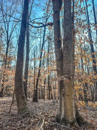 a backyard of a house with lots of trees