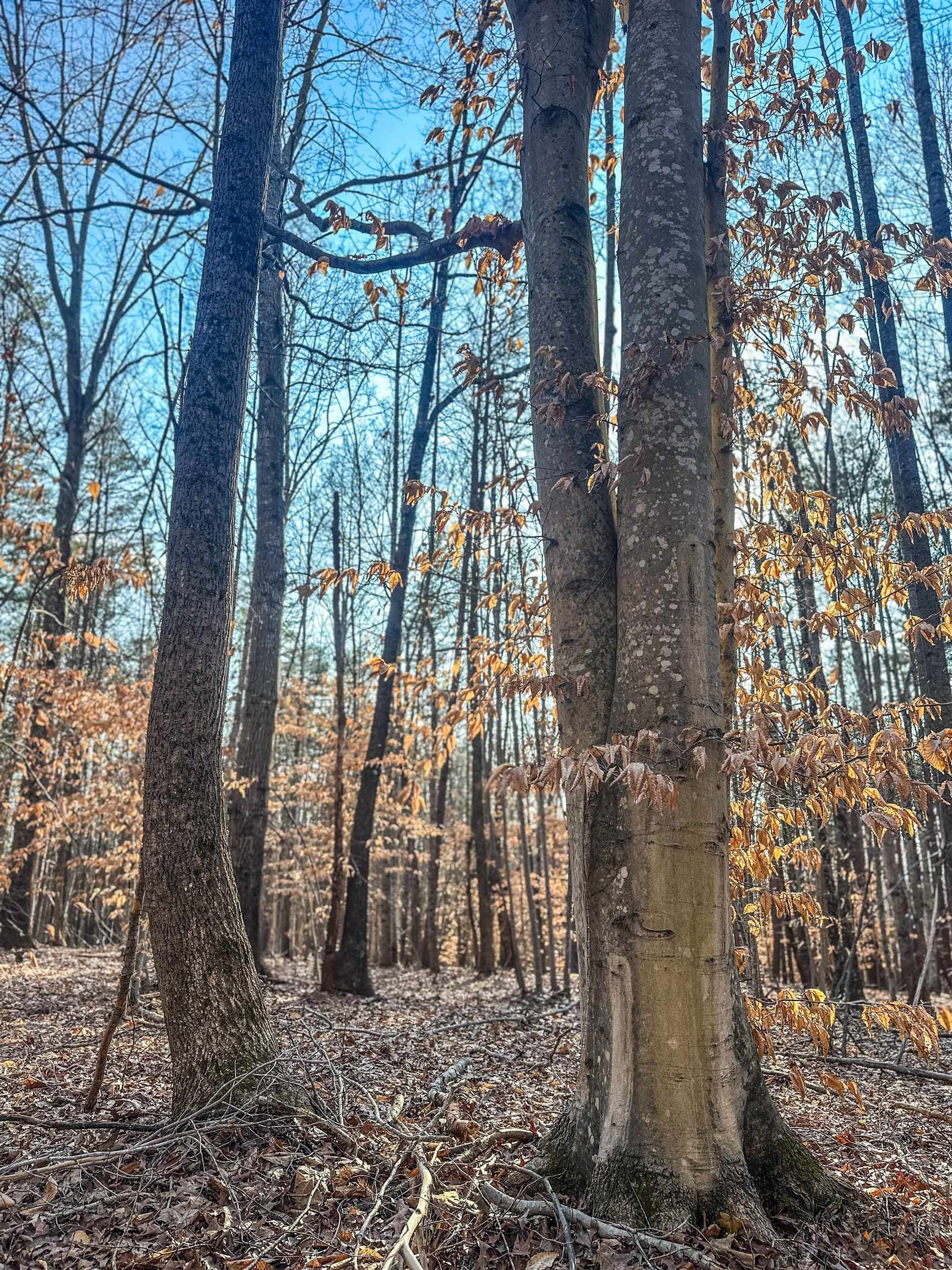 Tbd Carter Road Schuyler, VA 22969 - Photo 7 of 36 a backyard of a house with lots of green space