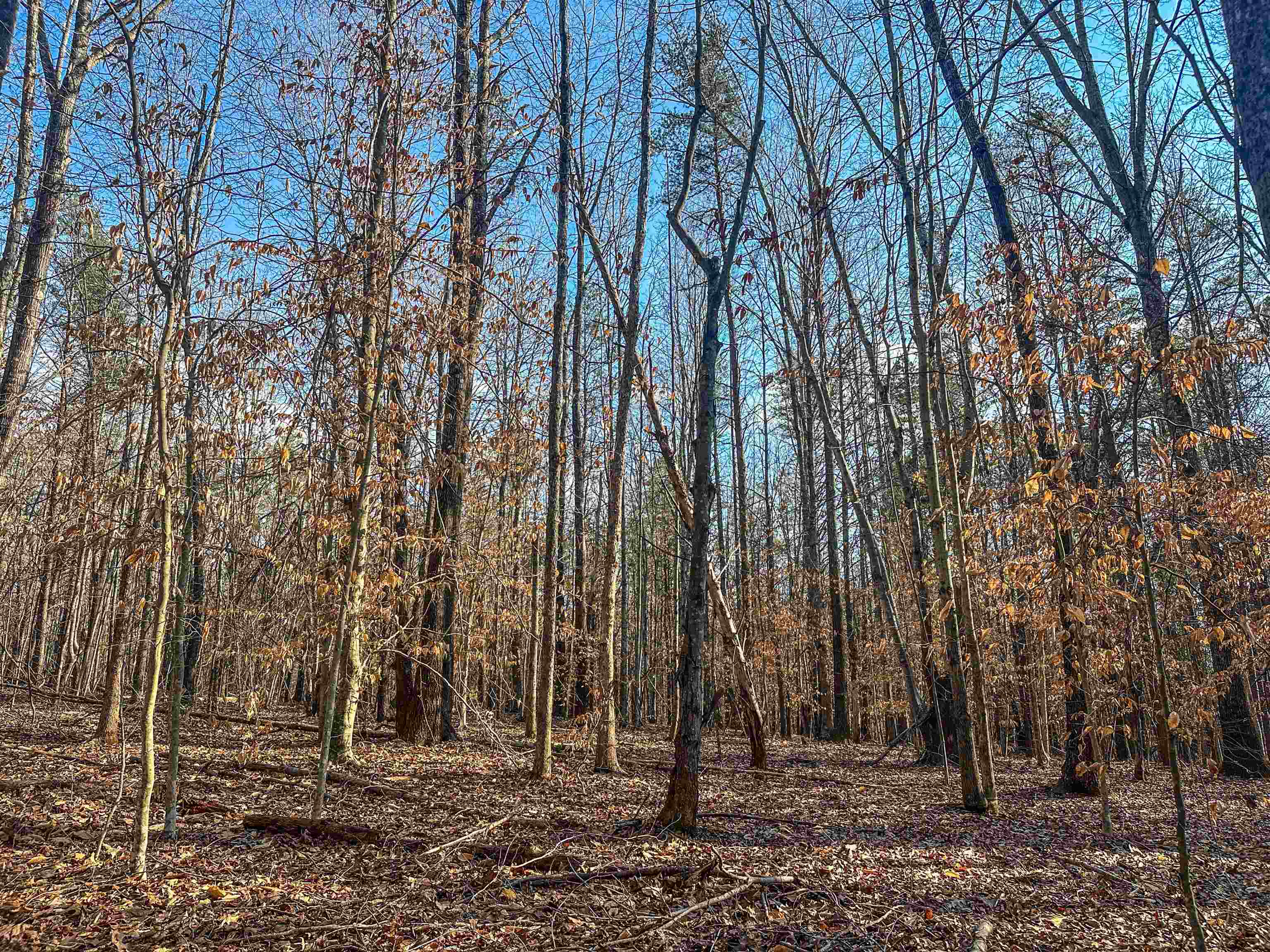 Tbd Carter Road Schuyler, VA 22969 - Photo 8 of 36 a backyard of a house with lots of trees