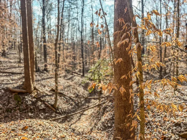 a backyard of a house with lots of trees