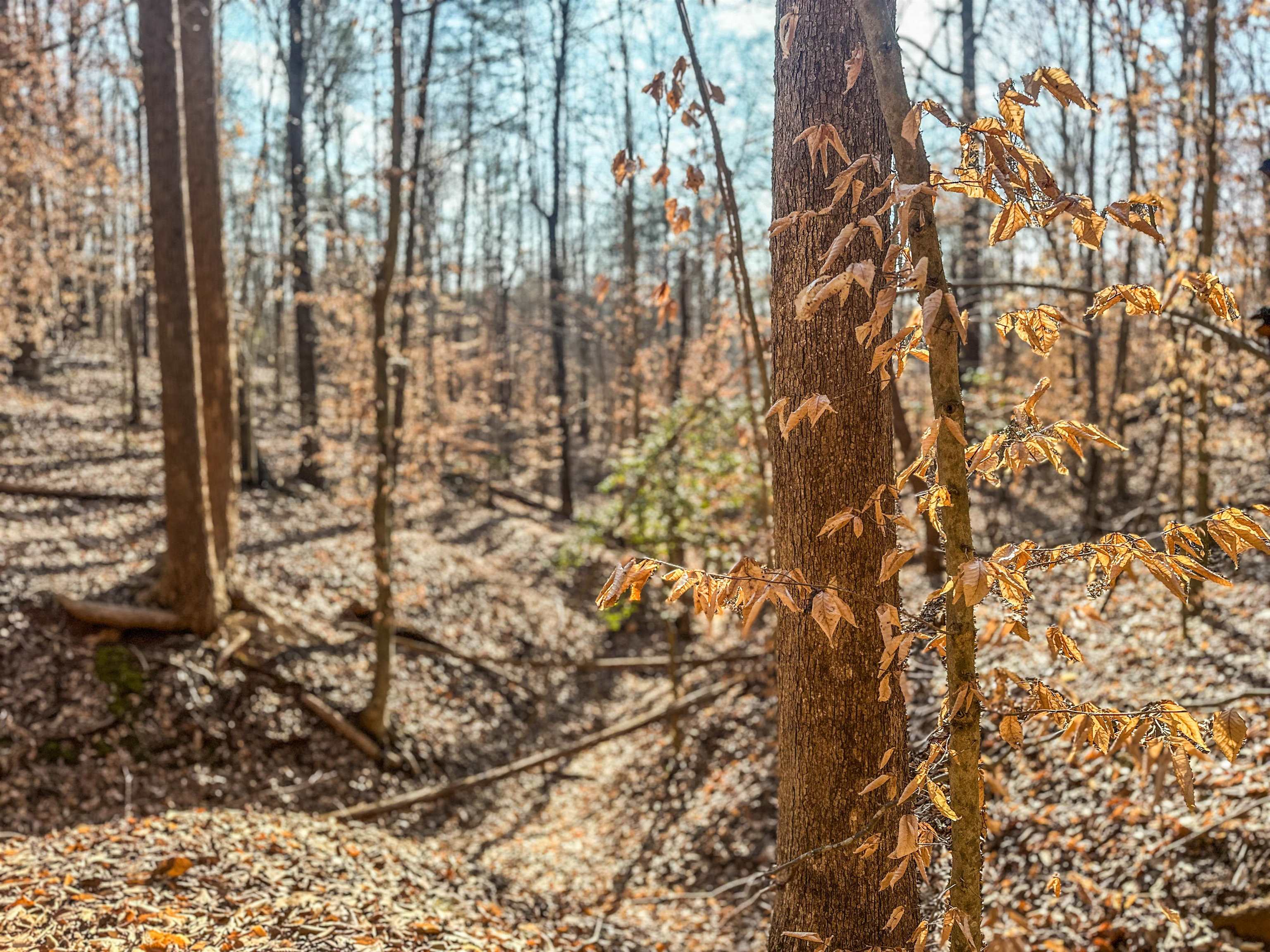 Tbd Carter Road Schuyler, VA 22969 - Photo 9 of 36 a bathroom with a shower curtain