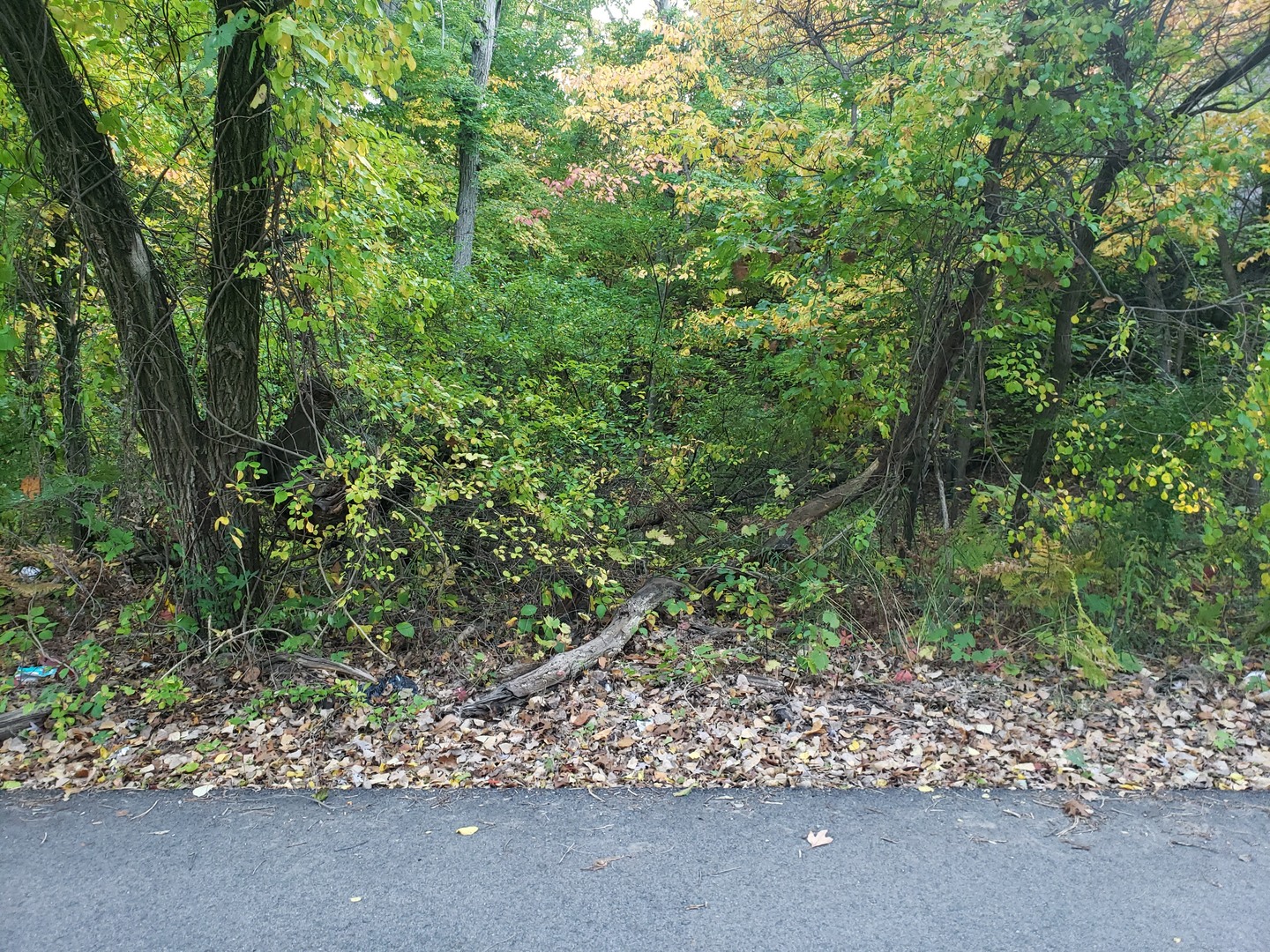 7411 Ash Avenue Gary, IN 46403 - Photo 2 of 14 a view of a garden with plants