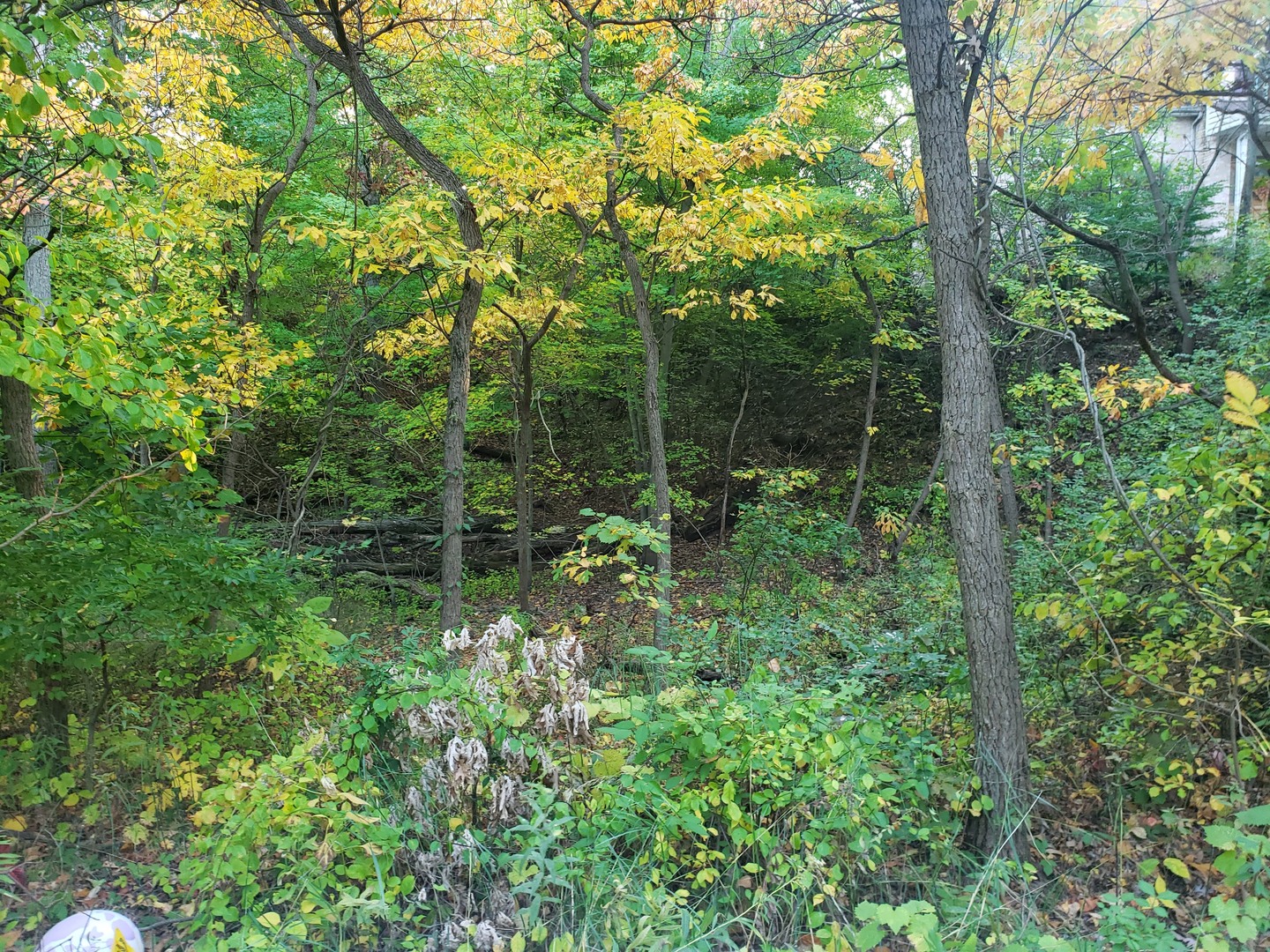 7411 Ash Avenue Gary, IN 46403 - Photo 3 of 14 a view of forest