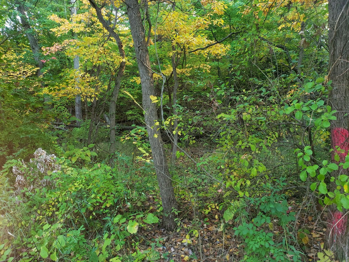 7411 Ash Avenue Gary, IN 46403 - Photo 5 of 14 a view of a forest