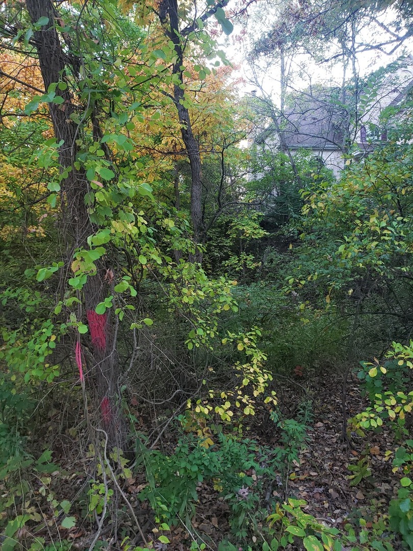 7411 Ash Avenue Gary, IN 46403 - Photo 9 of 14 a view of a forest with a tree