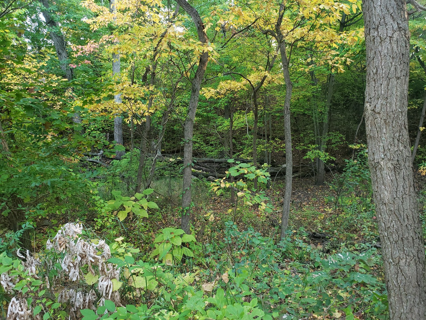 7411 Ash Avenue Gary, IN 46403 - Photo 10 of 14