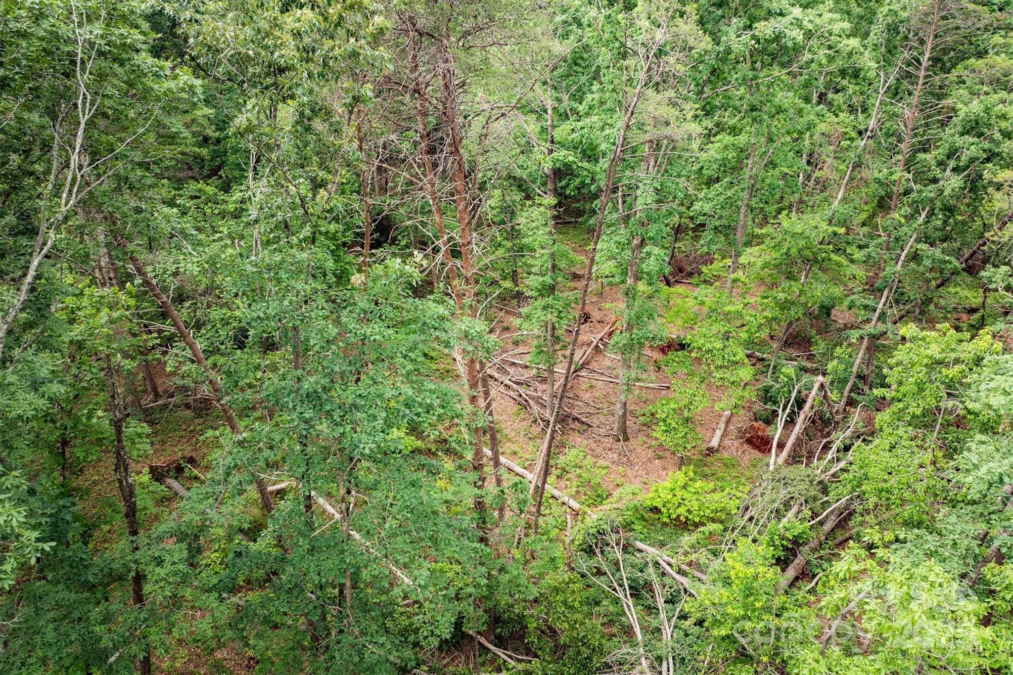 161 Windy Knoll Rutherfordton, NC 28139 - Photo 6 of 20 a view of a lush green forest with lots of trees
