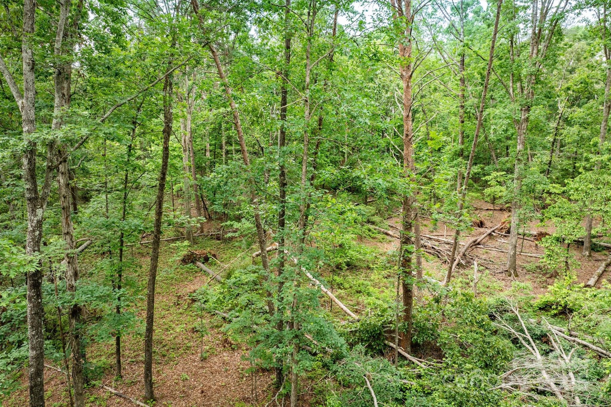 161 Windy Knoll Rutherfordton, NC 28139 - Photo 8 of 20 a view of a forest with a tree