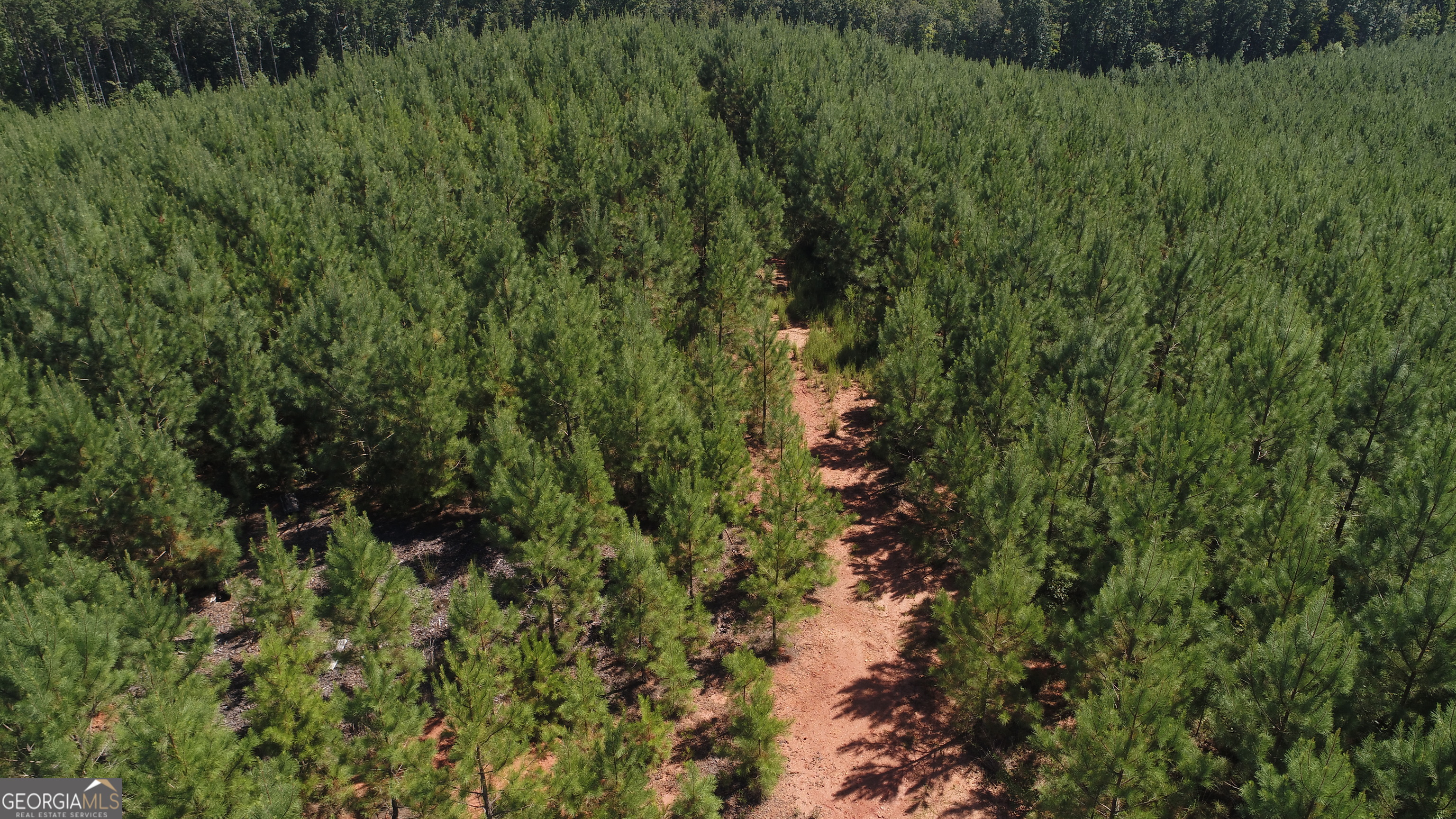 51-ac Noles Road Franklin, GA 30217 - Photo 6 of 6 a view of a lush green forest