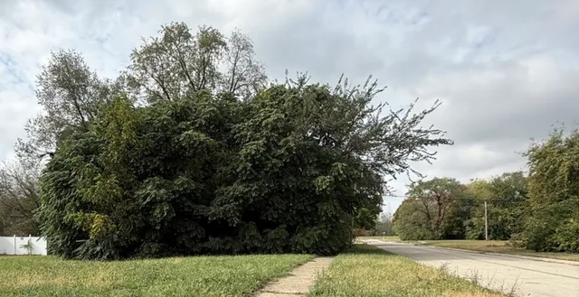a view of a yard with trees