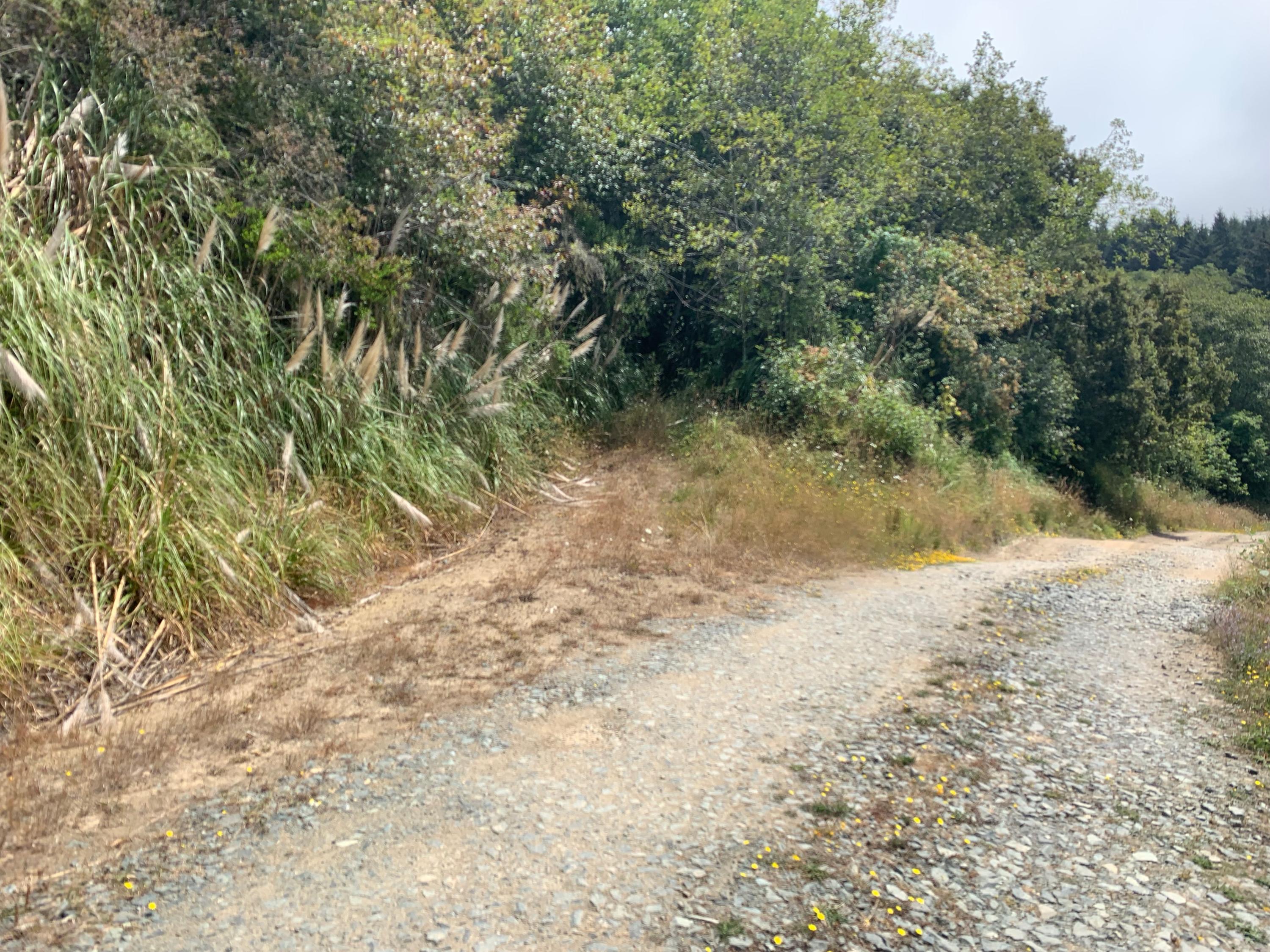 0 Kane Road Trinidad, CA 95570 - Photo 19 of 46
