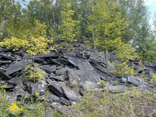a picture of a tree