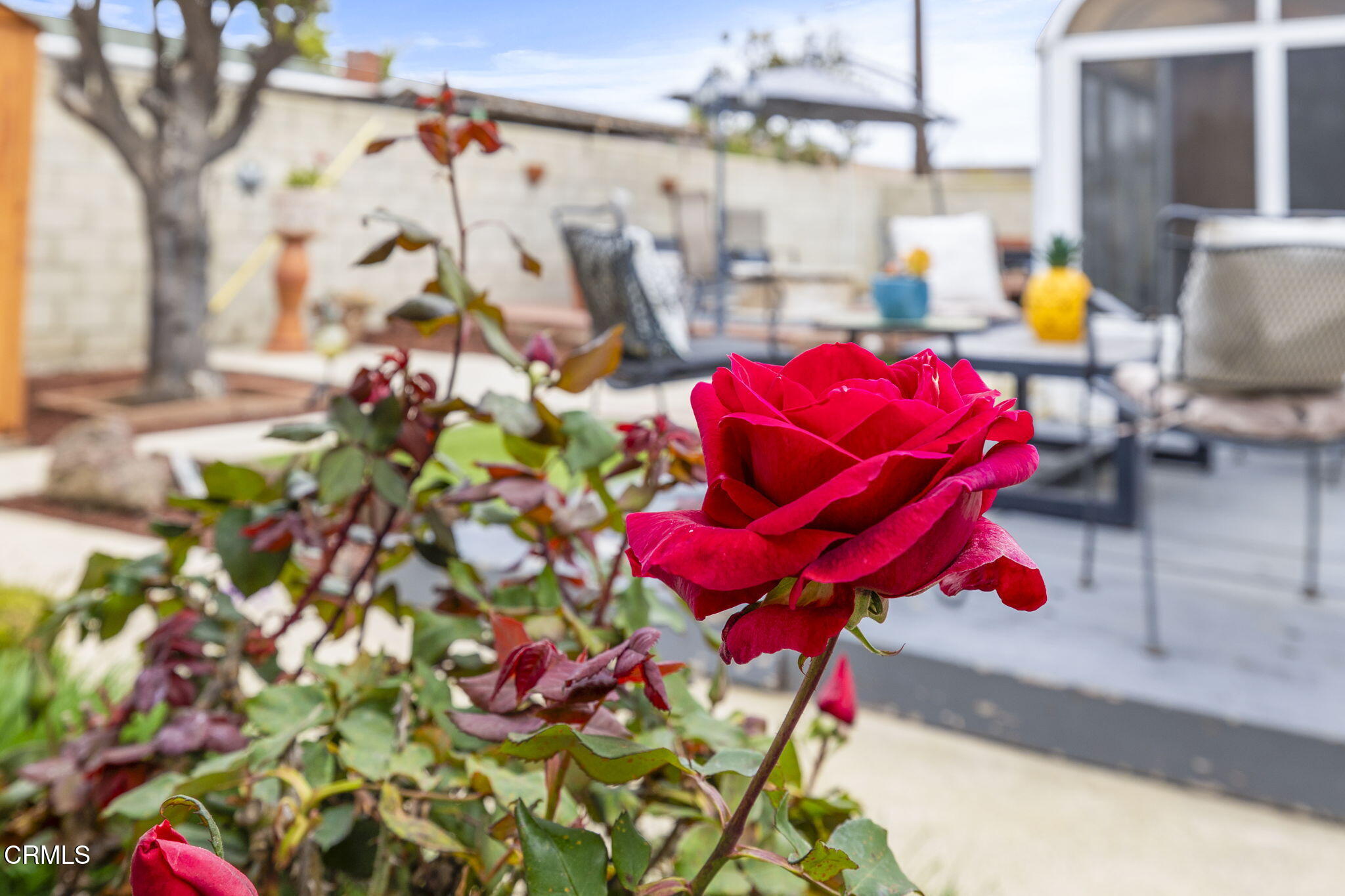 311 De Anza Way Oxnard, CA 93033 - Photo 16 of 20 Roses