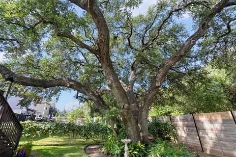 a view of a yard with plants and large trees