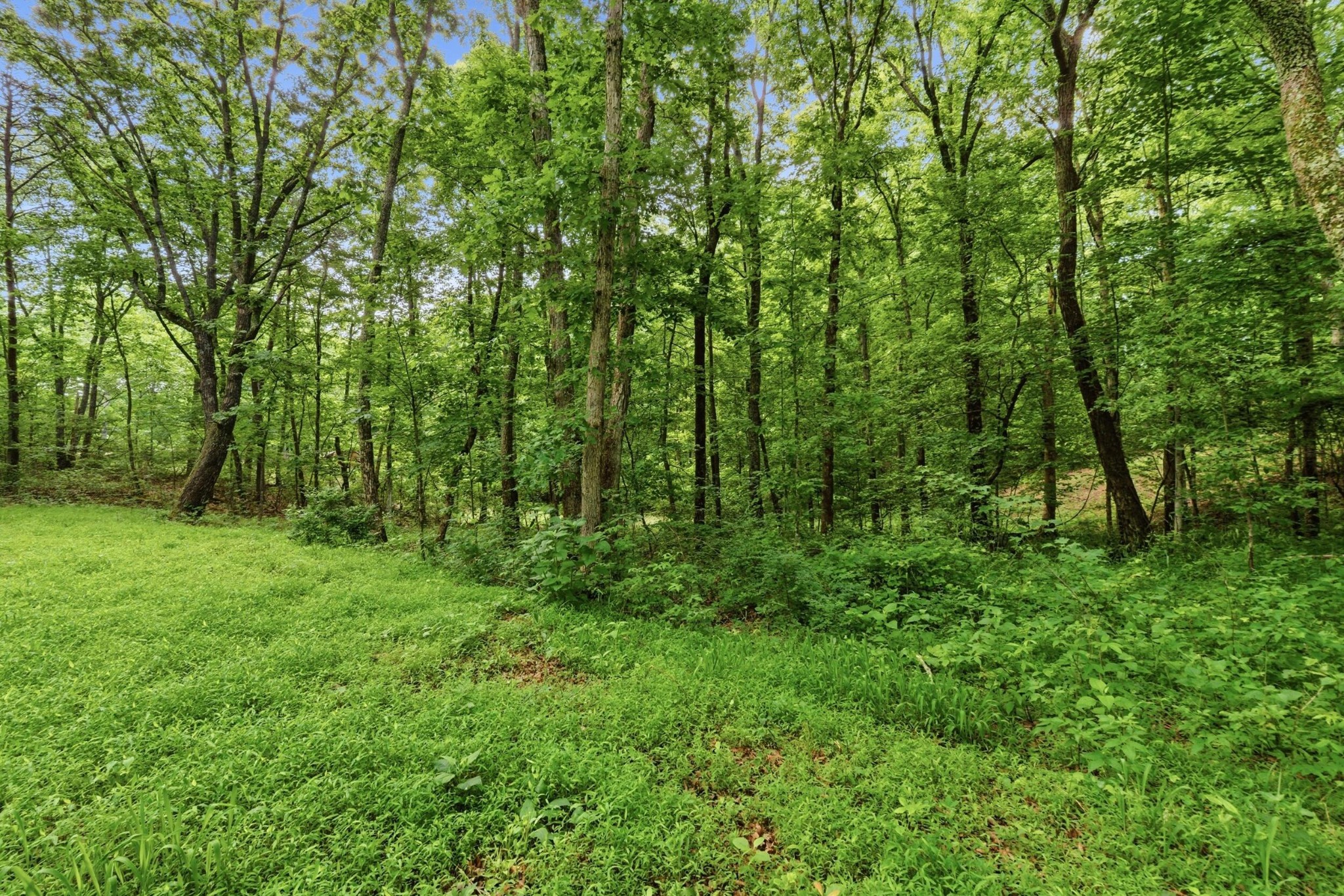 739 South Moore Road Rising Fawn, GA 30738 - Photo 22 of 26 a view of lush green forest