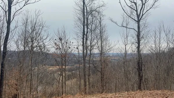 a view of trees and covered with fog