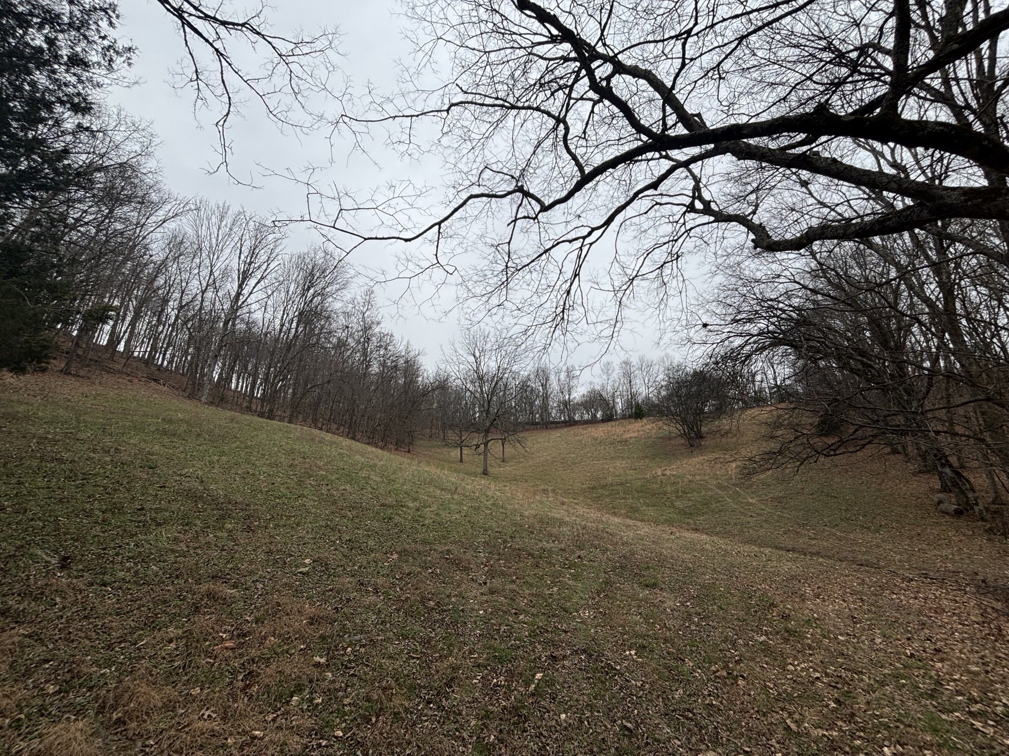 0 Crooked Hill Road Pulaski, TN 38478 - Photo 5 of 26 a backyard of a house with lots of green space
