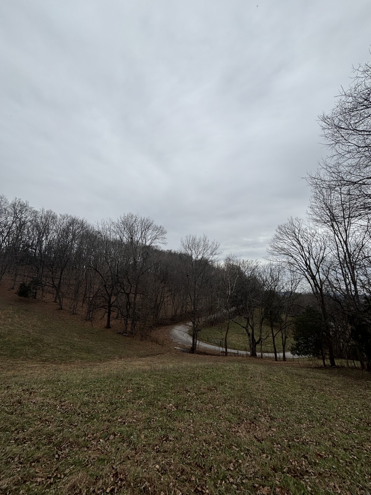 0 Crooked Hill Road Pulaski, TN 38478 - Photo 6 of 26 a view of a outdoor space