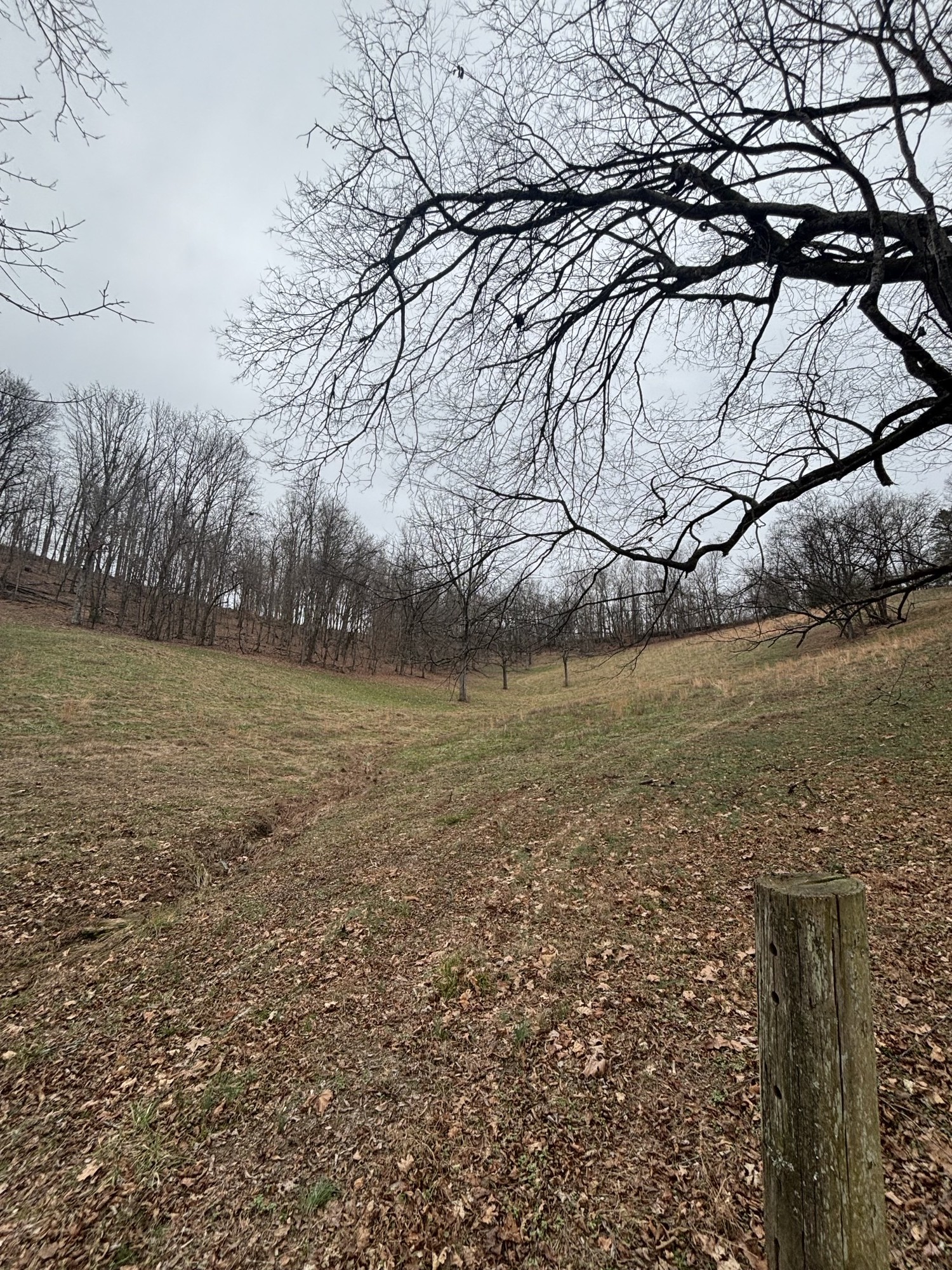 0 Crooked Hill Road Pulaski, TN 38478 - Photo 7 of 26 a backyard of a house with lots of green space