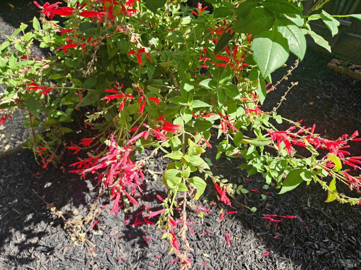 2 San Ardo Court St. Helena, CA 94574 - Photo 39 of 45