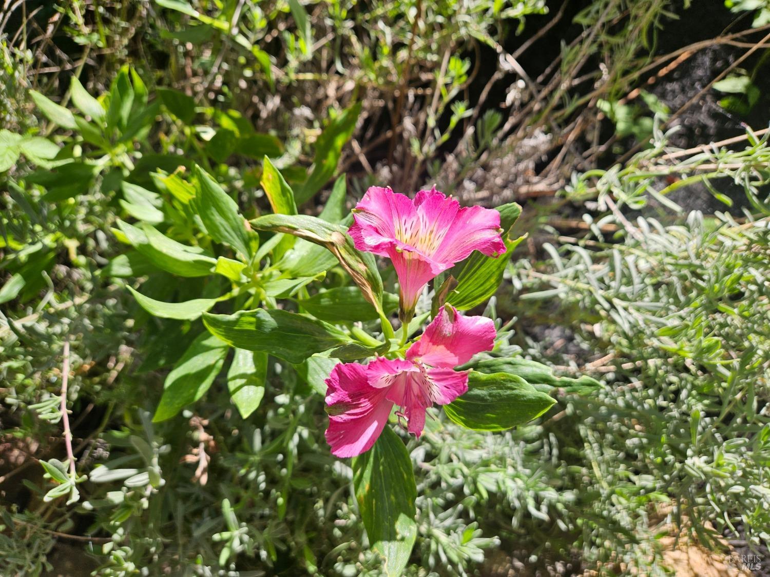 2 San Ardo Court St. Helena, CA 94574 - Photo 40 of 45